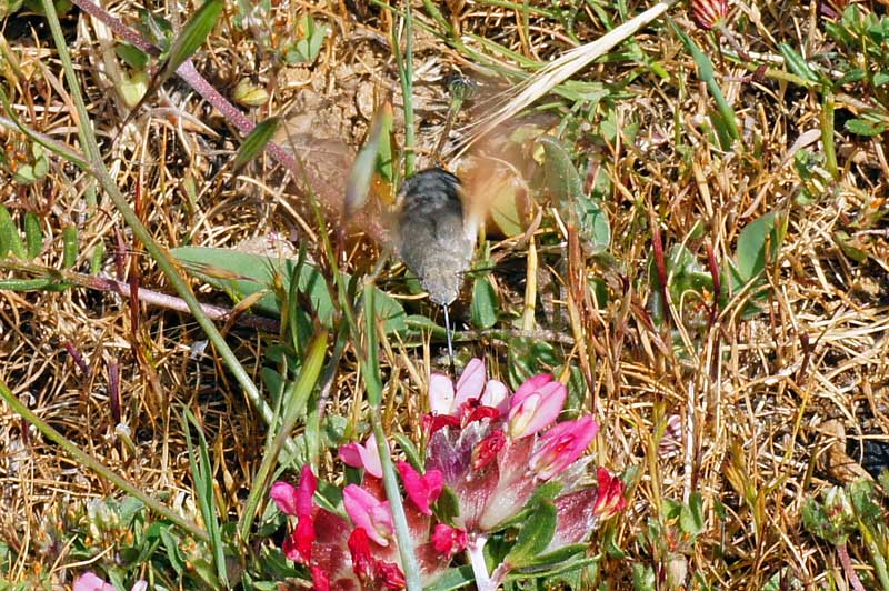 Farfalla colibr - Macroglossum stellatarum